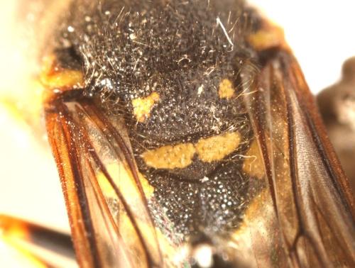 Réf. 335 060 : Eumenes sp.